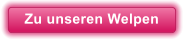 Zu unseren Welpen