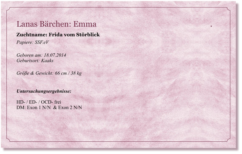 Lanas Bärchen: Emma                                                           .           Zuchtname: Frida vom Störblick Papiere: SSF.eV  Geboren am: 18.07.2014  Geburtsort: Kaaks  Größe & Gewicht: 66 cm / 38 kg   Untersuchungsergebnisse:   HD- / ED- / OCD- frei DM: Exon 1 N/N  & Exon 2 N/N