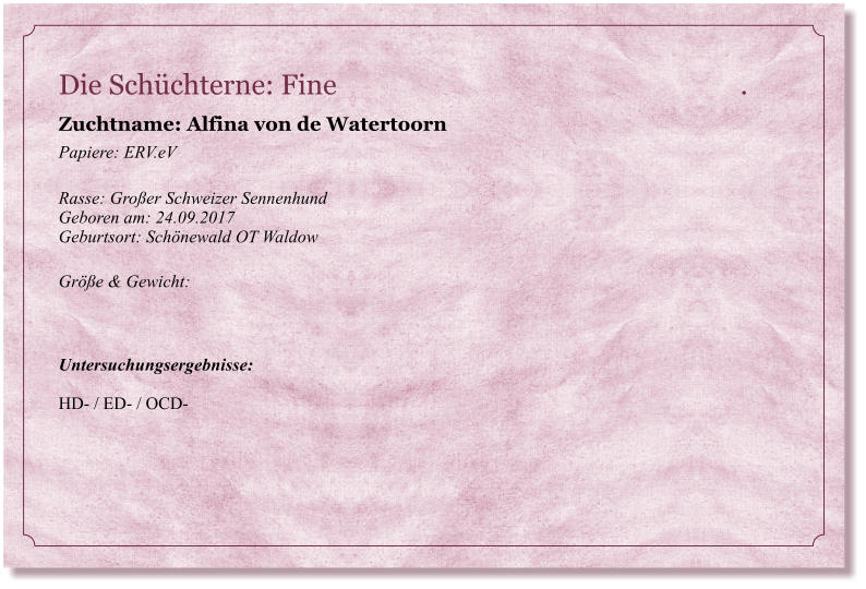 Die Schchterne: Fine                                                           .           Zuchtname: Alfina von de Watertoorn Papiere: ERV.eV  Rasse: Groer Schweizer Sennenhund Geboren am: 24.09.2017 Geburtsort: Schnewald OT Waldow  Gre & Gewicht:     Untersuchungsergebnisse:   HD- / ED- / OCD-