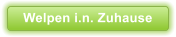 Welpen i.n. Zuhause